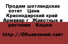 Продам шотландских котят › Цена ­ 3 000 - Краснодарский край, Армавир г. Животные и растения » Кошки   